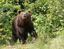 66.Medvěd hnědý (Ursus arctos)