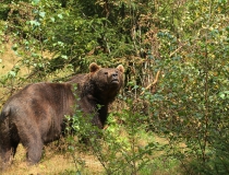 67.Medvěd hnědý (Ursus arctos)