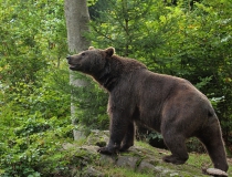 68.Medvěd hnědý (Ursus arctos)