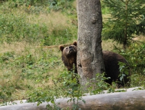 69.Medvěd hnědý (Ursus arctos)