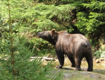 70.Medvěd hnědý (Ursus arctos)