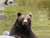 71.Medvěd hnědý (Ursus arctos)