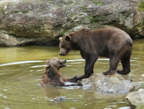 72.Medvěd hnědý (Ursus arctos)