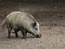 73.Prase divoké (Sus scrofa)