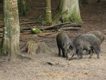 74.Prase divoké (Sus scrofa)