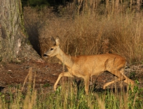 75.Srna v poklusu (Capreolus capreolus)