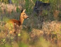 76.Srna na lesní pasece (Capreolus capreolus)