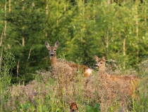 77.Srna se srnčetem (Capreolus capreolus)
