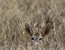 80.Srnec v říji (Capreolus capreolus) III.