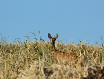 83.Srna (Capreolus capreolus)