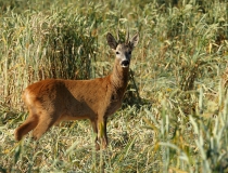 84.Srnec obecný (Capreolus capreolus)