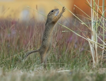 86.Sysel obecný (Spermophilus citellus)