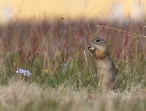 87.Sysel obecný (Spermophilus citellus)