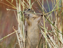 88.Sysel ve spleti stébel (Spermophilus citellus)