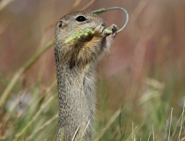 89.Sysel obecný (Spermophilus citellus)