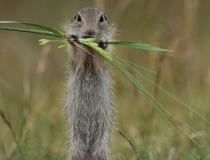 90.Sysel obecný (Spermophilus citellus)