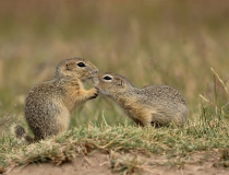 91.Zaľúbení (Spermophilus citellus)