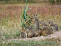 92.Syslí kolonie (Spermophilus citellus)