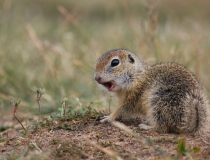 93.Mladý sysel (Spermophilus citellus)