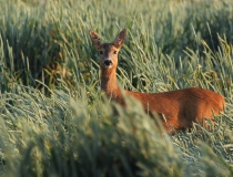 95.Srna (Capreolus capreolus)