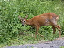 97.Srna (Capreolus capreolus)