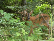 98.Něžná (Capreolus capreolus)