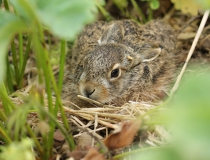 99.Zajíček (Lepus europaeus)