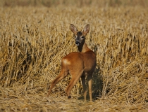 Bulkař (Capreolus capreolus)