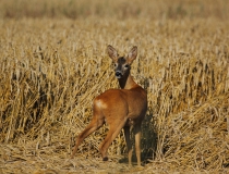 Bulkař (Capreolus capreolus)