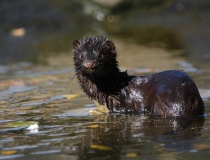 Norek americký (Mustela vison, Neovison vison)