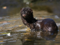 Norek americký (Mustela vison, Neovison vison)