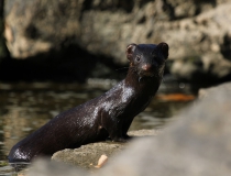 Norek americký (Mustela vison, Neovison vison)
