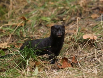 Norek americký (Mustela vison, Neovison vison)
