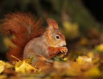 Veverka obecná (Sciurus vulgaris)