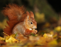 Veverka obecná (Sciurus vulgaris)