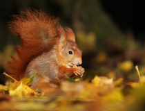 Veverka obecná (Sciurus vulgaris)