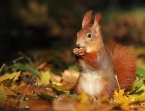 Veverka obecná (Sciurus vulgaris)