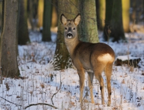 Srnec obecný (Capreolus capreolus)