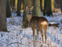 Srnec obecný (Capreolus capreolus)