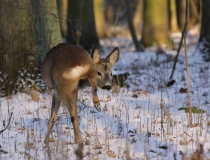 Srnec obecný (Capreolus capreolus)