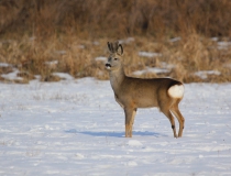 Srnec obecný (Capreolus capreolus)