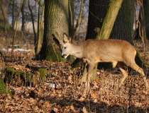 Srnec obecný (Capreolus capreolus)