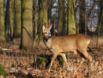 Srnec obecný (Capreolus capreolus)
