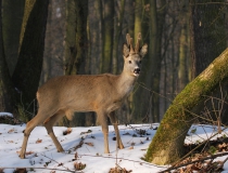 Srnec obecný (Capreolus capreolus)