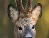 Srnec obecný (Capreolus capreolus)
