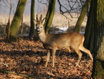 Srnec obecný (Capreolus capreolus)