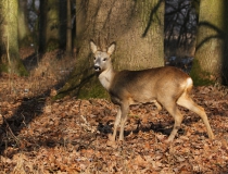 Srnec obecný (Capreolus capreolus)