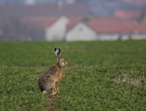 Zajíc polní (Lepus europaeus)