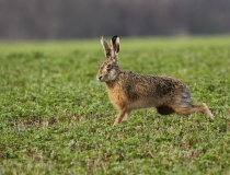 Zajíc polní (Lepus europaeus)