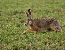 Zajíc polní (Lepus europaeus)